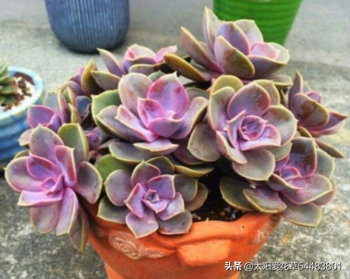 秋天就买这8种多肉，叶片变得红红的，好漂亮