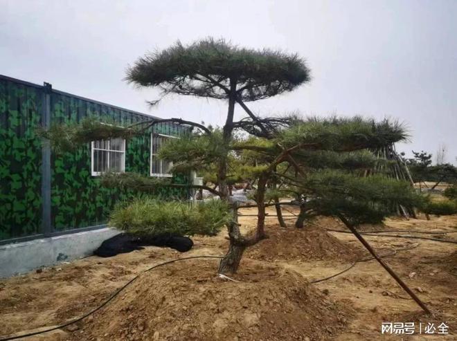 松树成为我国城乡绿化的一道美丽景观