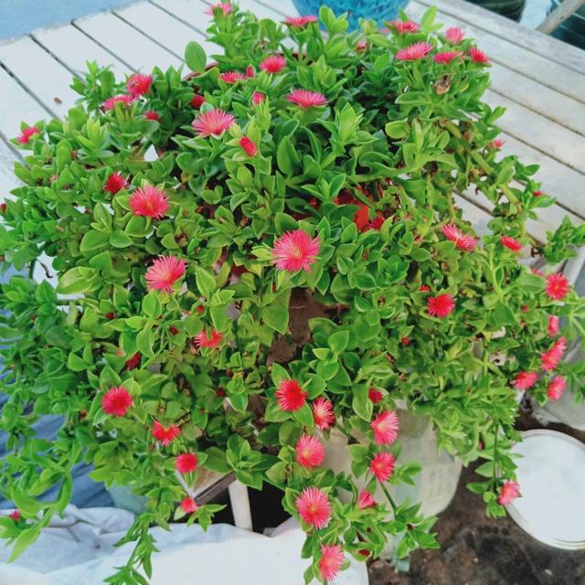 牡丹吊兰是一种多肉吊兰,叶片肥厚,茎枝肥厚,四季翠绿,春夏时节还能开