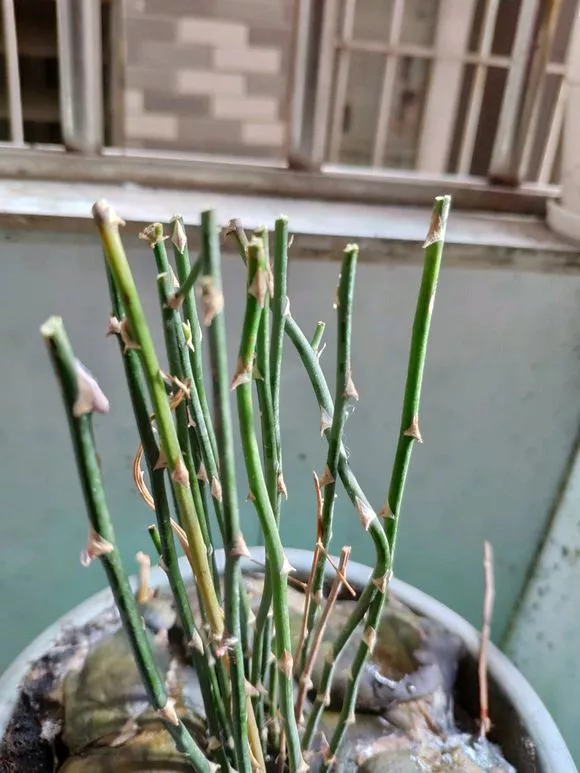 春天文竹不冒笋，4处记得改善，做对了新芽猛窜长爆盆！
