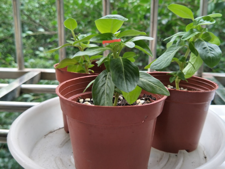 给植株修剪，要提前看好天气，15度以上再修剪