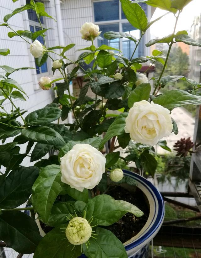 见过颜值极高的虎头茉莉吗，芬芳馥郁，花期长，新手养花的首选