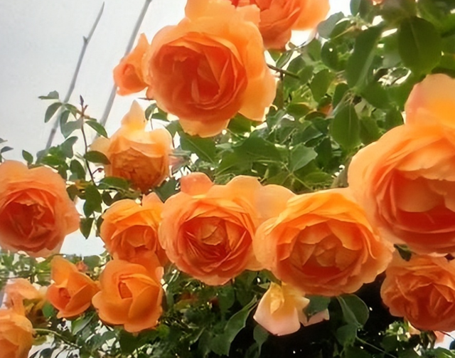 3种爬藤月季，长势喜人，轻松长成一片“花海”，观赏价值高