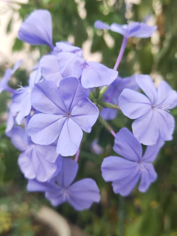 春天养2种花,扦插3天就生根,3个月开成花瀑布 春天养2种花,扦插3天就生根,3个月开成花瀑布