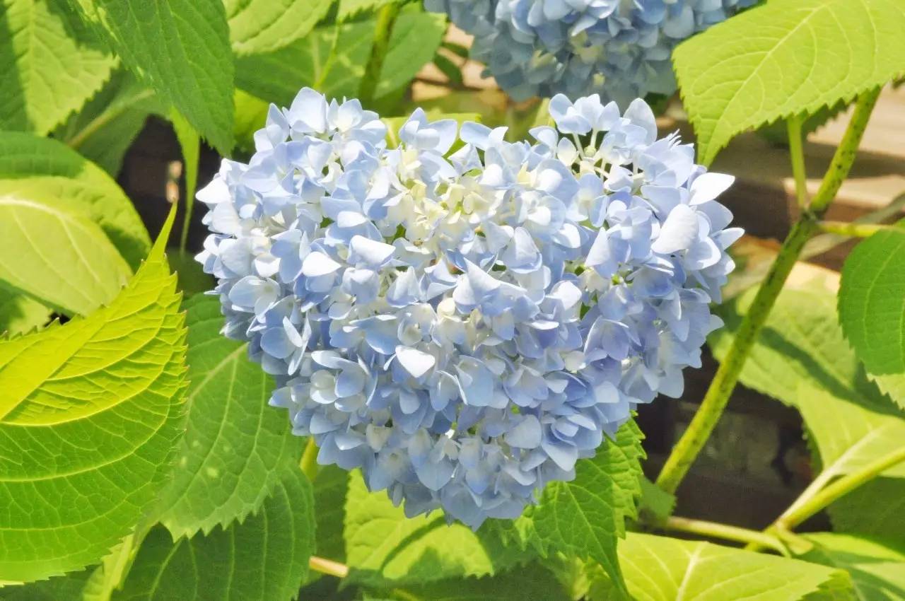 室内光照不好，哪些花适合呢？试下这几种，还不错