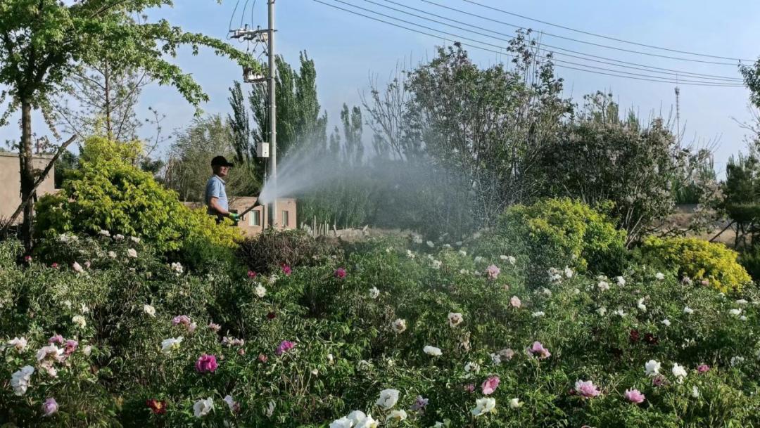 不负夏日好时光 园林绿化养护忙