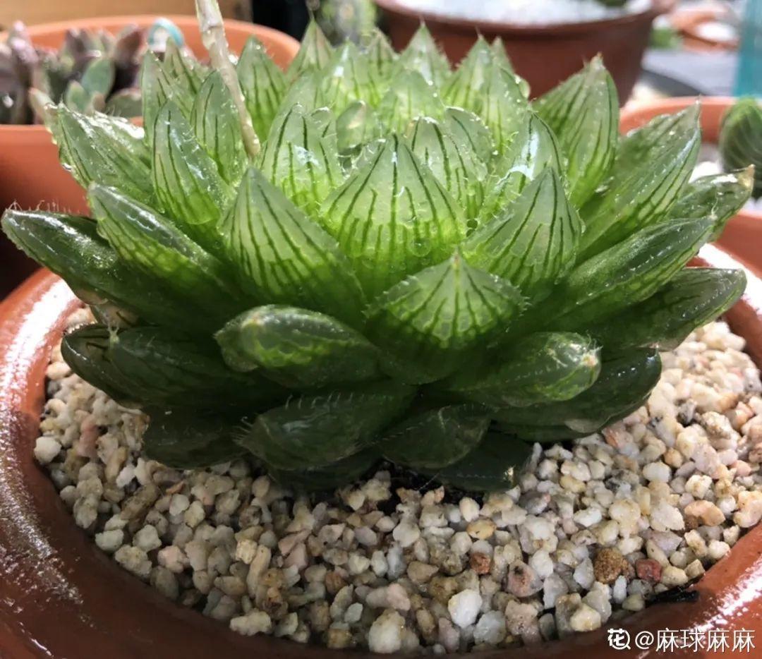 28种耐阴花，没光也能开爆盆，养在家里超有范儿