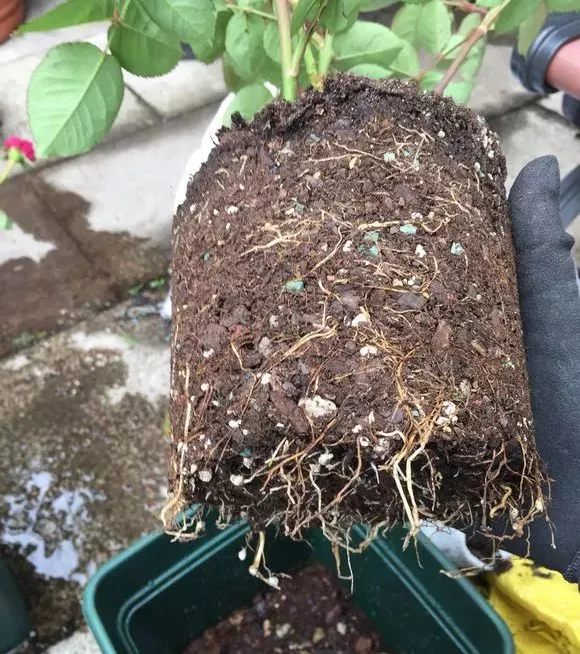  3种花现在别乱换盆，一换就萎蔫垂头，很快枯死