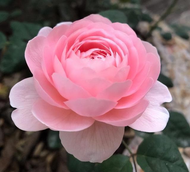月季花界的“女神”—瑞典女王，又美又仙，四季花开，值得拥有