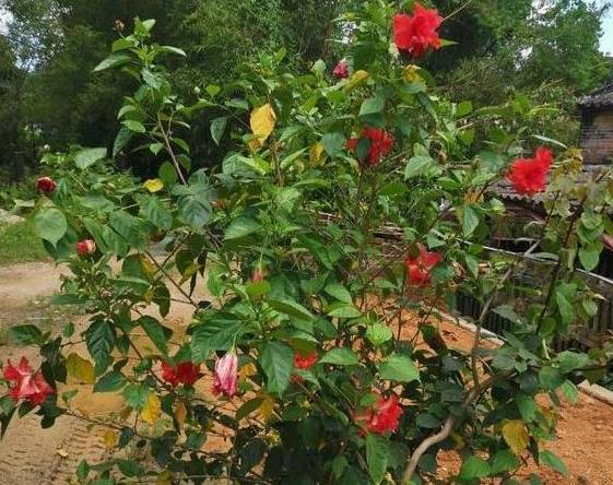没时间养花？种上一盆扶桑花，做好“4点”花开不停，日日有花赏 