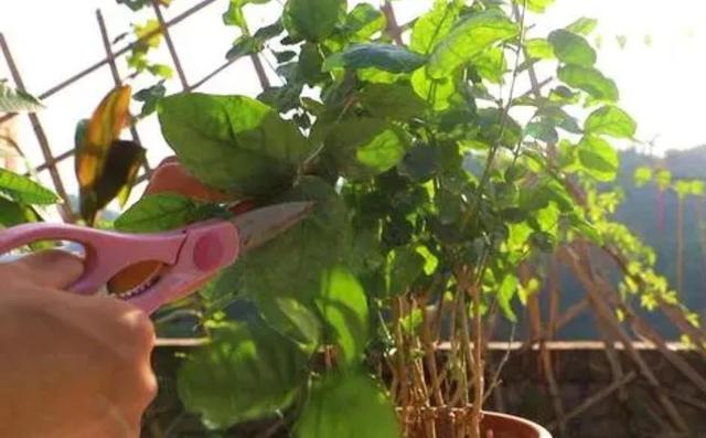 茉莉冬天怎么养？做好4件事，来年花枝长得多