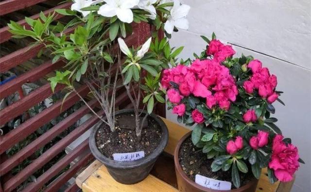32种花养护大全，新手也能学的会，一年花开好几茬！