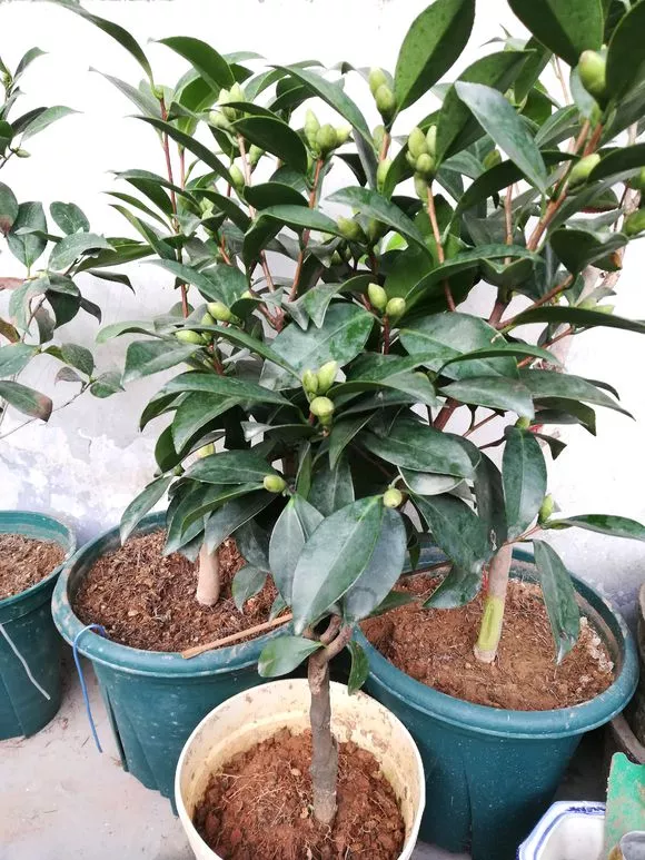 还在换盆、修剪、施肥？这些花别乱动，不然落花落蕾，难过冬天