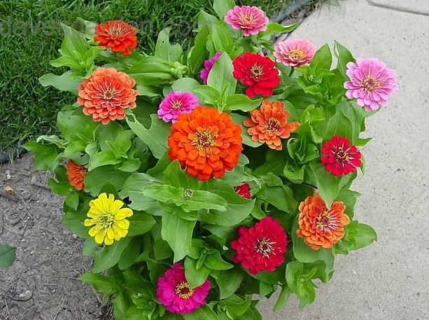 午时花、百日菊、大丽菊：阳台多搁几盆，要不了多久就成花海
