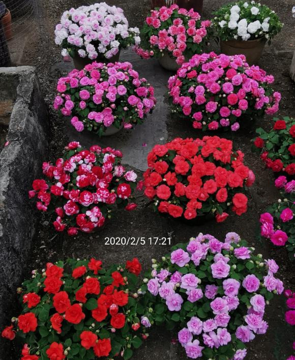 一种小花娇滴滴，却美如天仙，层层叠叠小牡丹，比月季芍药还惊艳