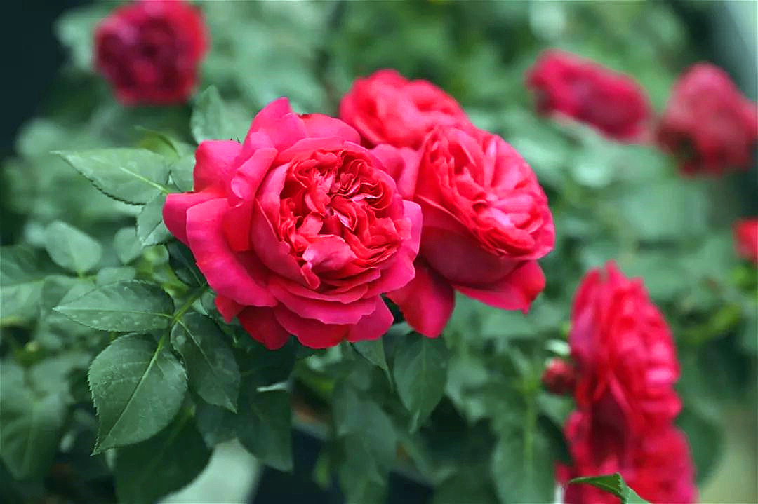 红色龙沙宝石月季花蕾打不开，轻轻摇一摇，也许就解决了