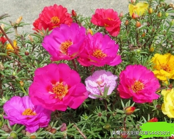 秋季就要养这13种植物，爱开花易爆盆