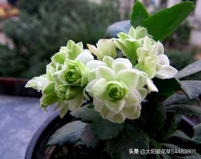 秋天养殖长寿花掌握好4个点，不徒长，早开花
