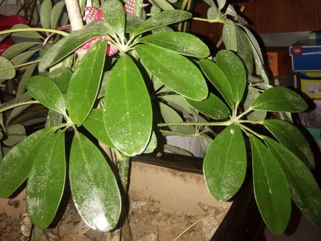 自制“增亮剂”，给花叶子擦一擦，亮的照人影