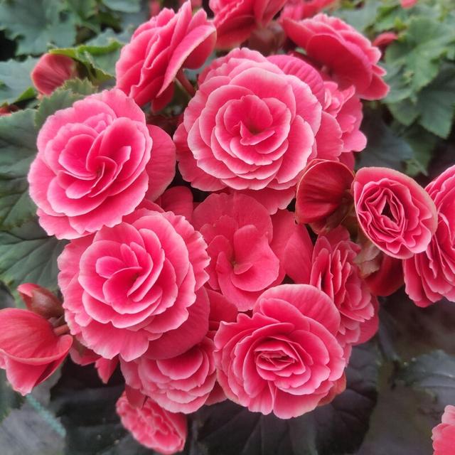 6种花“巨怕水”，秋天要“干养”，养不活都是“手太勤”