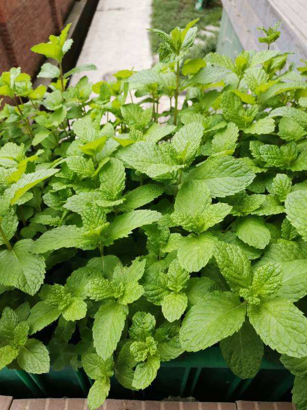 三月适合养的草花,现在就开始冒芽,多晒晒容易爆盆 三月适合养的草花,现在就开始冒芽,多晒晒容易爆盆