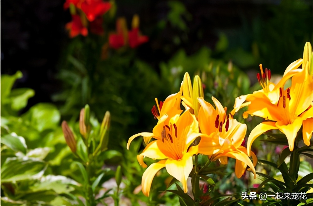 家里有个小露台，种上一株百合花，年年开花香飘满屋