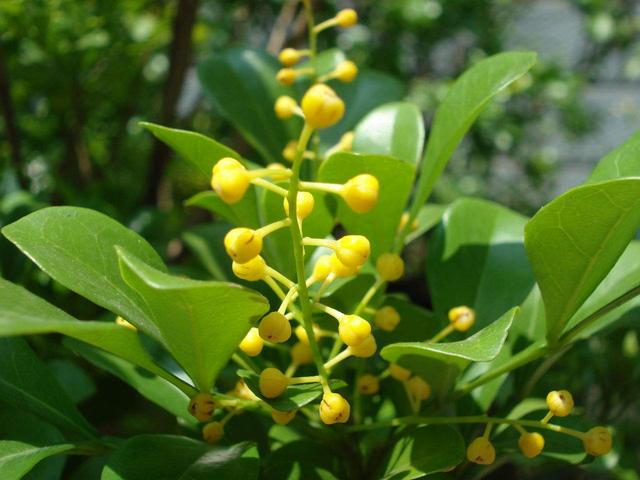 养好米兰花，少不了“4步”，花多味香花色金黄，花期更长