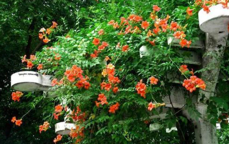 如果有个小院，边边角角养这4种花，开花美花量大，关键它很耐寒