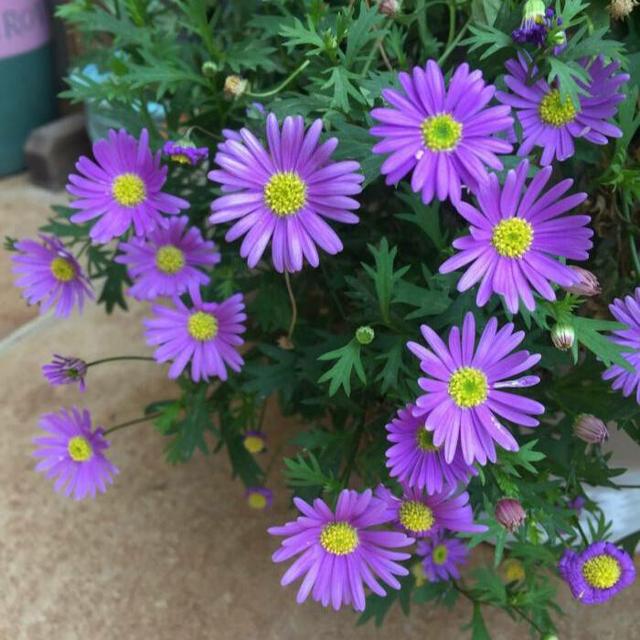 春天养盆“开花小霸王”，花期持续到冬季，花朵艳丽多姿，很漂亮