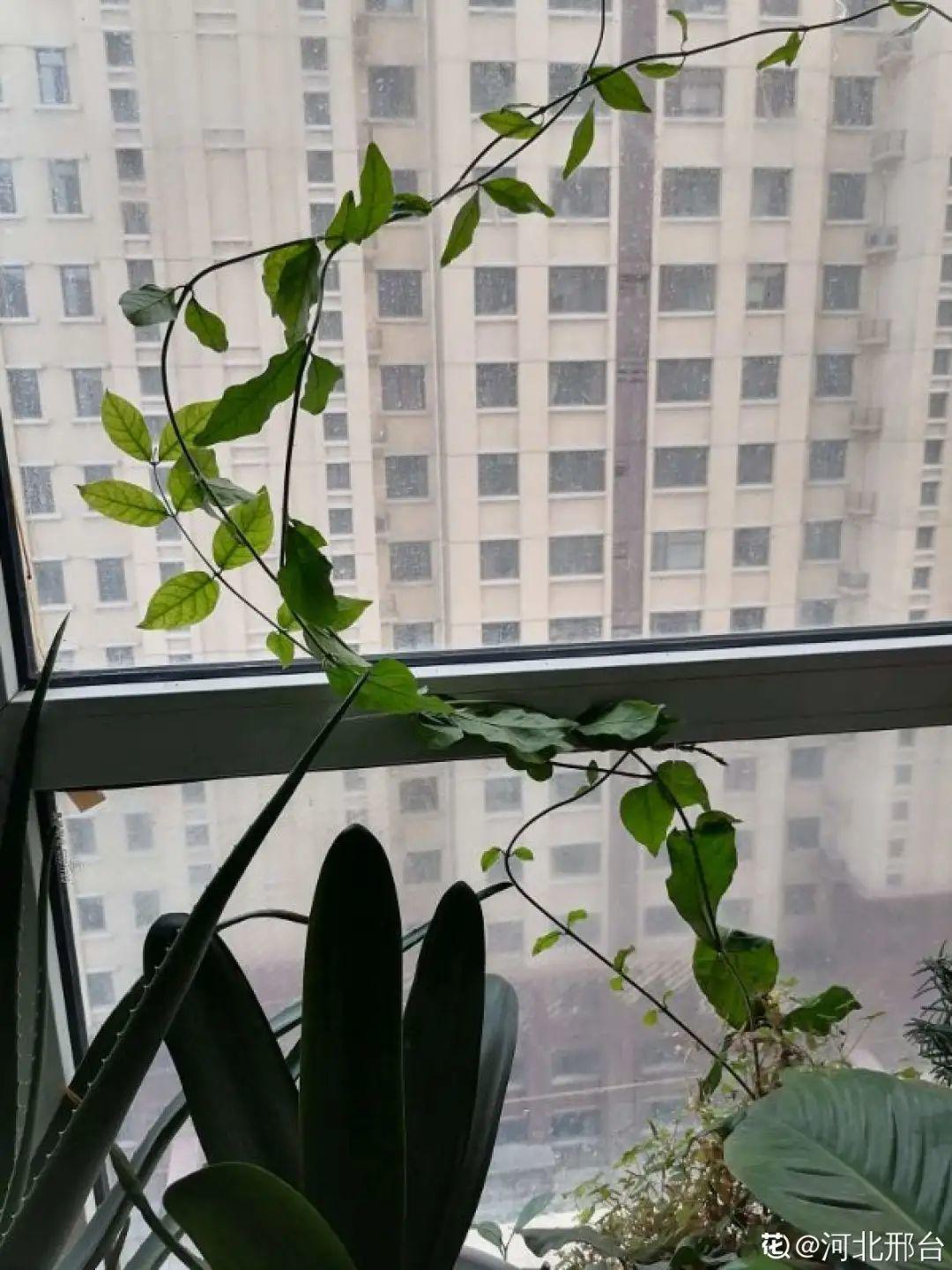 水仙长成“高个子”，就不开花了，矮一点才好