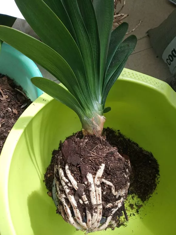 4种花，就要挤着养，挤一点才能不烂根、长得旺，花开更繁茂！