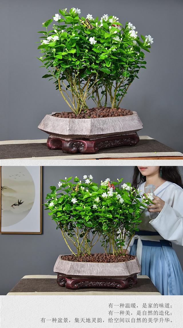 茉莉花怎么养才长得好？茉莉花的养护秘籍：让你的花朵绽放美丽！