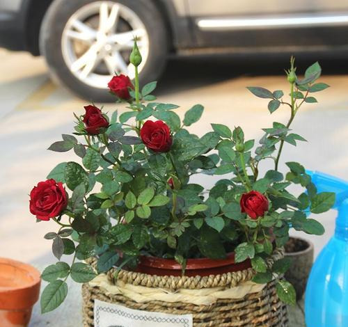 盆栽玫瑰花，天生娇滴滴，换盆要“温柔”，不然立马“耷拉头”
