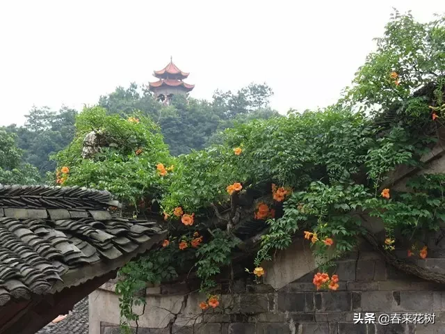 谁说庭院才能养藤本？日照好阳台春天种上这些，夏天花儿爬满窗！