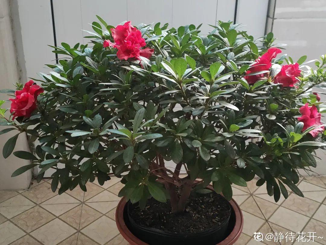春天多给花喷水，叶子越来越油绿，长势更好