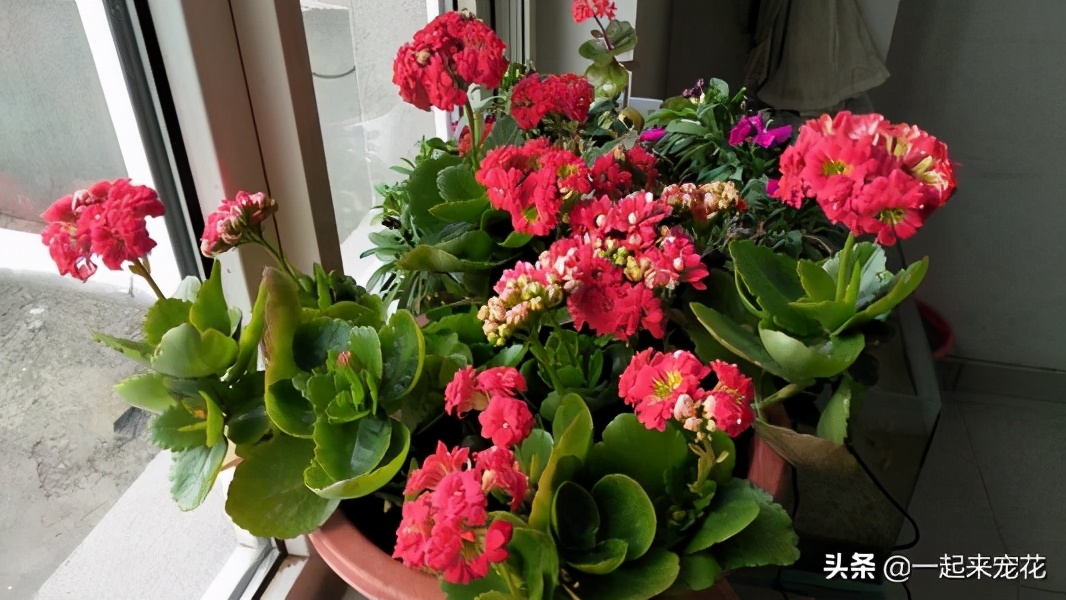 5种花真皮实，30天不浇水照样枝繁叶茂，绽放层叠群花