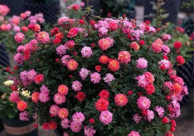 发现5种月季，无虫害、颜值高，一次开花上百朵，那叫一个“美”