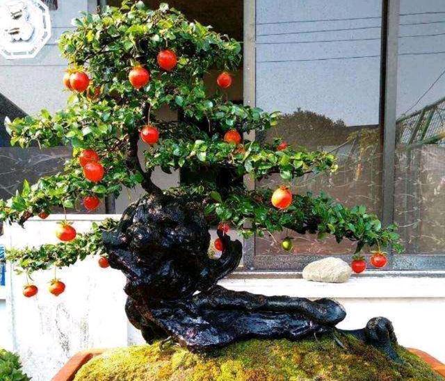 乡下有一种叫作“金弹子”的植物，做盆景很好看，带你看看