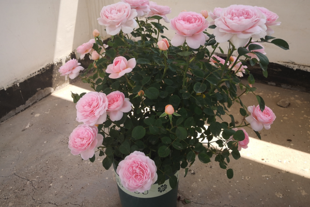 月季花界的“女神”—瑞典女王，又美又仙，四季花开，值得拥有