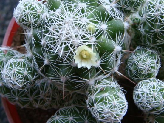 多肉植物山吹、银毛球和乌羽玉的养护