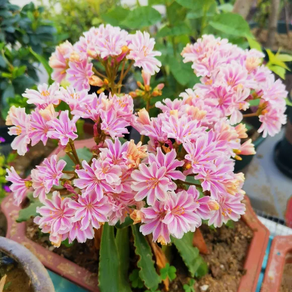 还在养绿萝吊兰？3种花超流行，漂亮好看，人见人爱