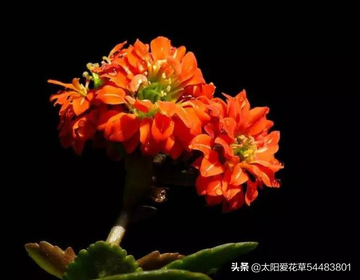 秋天养殖长寿花掌握好4个点，不徒长，早开花