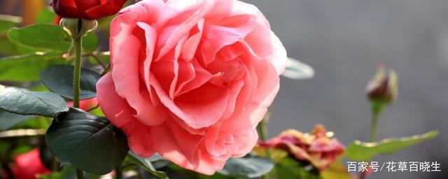月季花是什么季节开的？