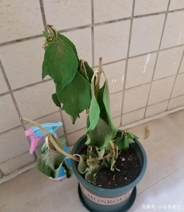 夏季天热会“假死”的几种花，如果有别扔掉，秋凉还能开大花