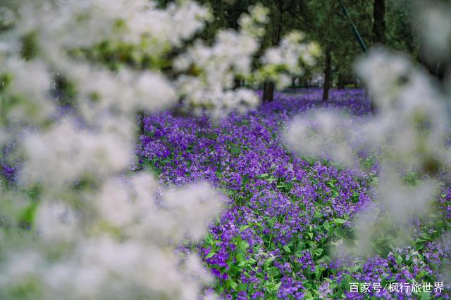 古建、杜梨、丁香、二月兰、海棠，这个公园一站打卡全部春日要素