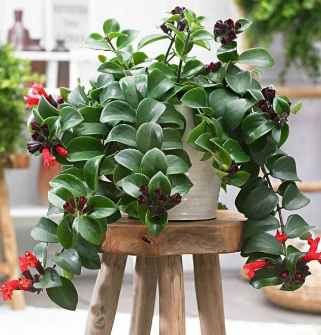 这3款花卉特适合室内盆栽，打造出一片花海，好看又好养