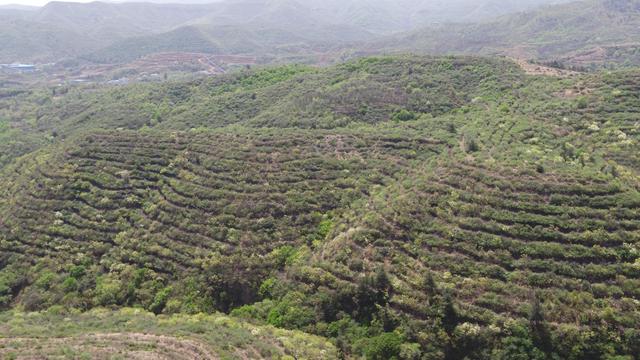 山西省太行山国有林管理局圆满完成全年绿化造林任务