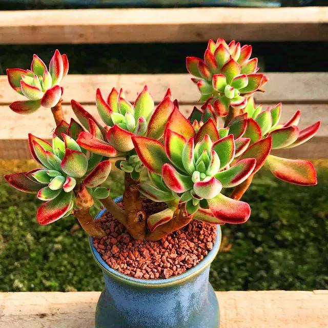 养了5年锦晃星，发现它落叶和4“方面”有关，容姐来说说我的经验