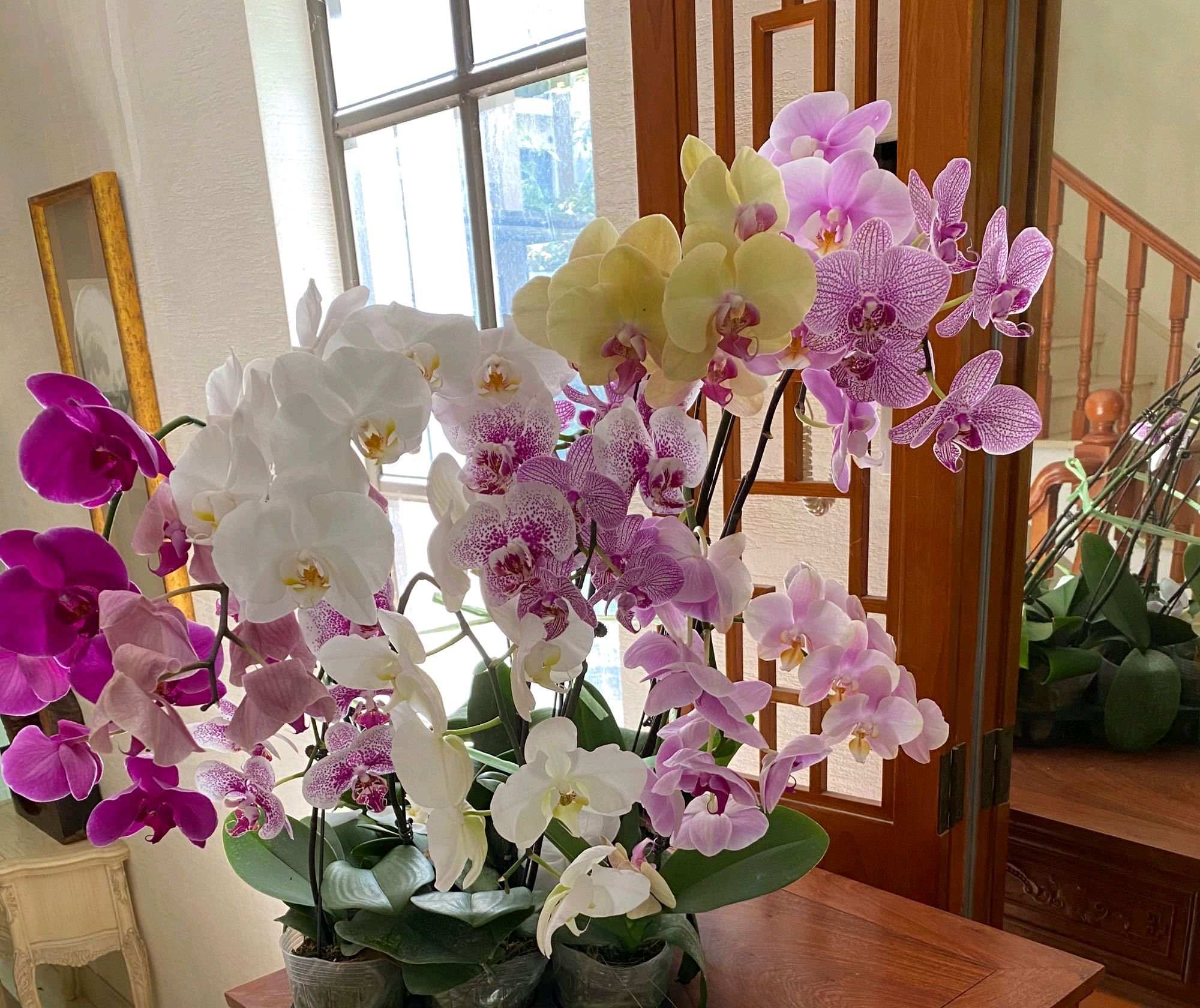 第一次养蝴蝶兰，分不清花芽和根芽，帮我看看画圈的位置是花苞吗
