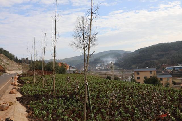 麒麟区东山镇：全力打造最美高速公路延长线之绿化篇